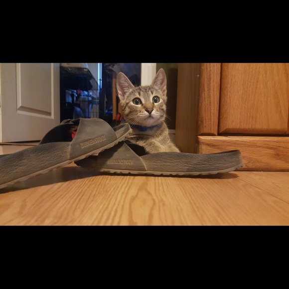 Meet your Posher, Courtney - Picture 1 of 1